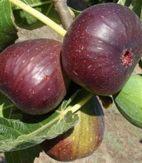 Ficus carica 'Györöki lapos'